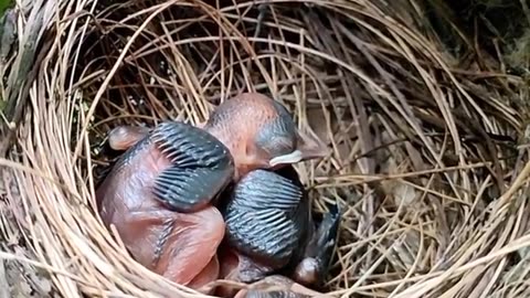 The Beauty of a Bird Nest