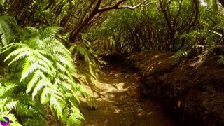 Relaxing Music - Relaxing Video in the Jungle - REELAX