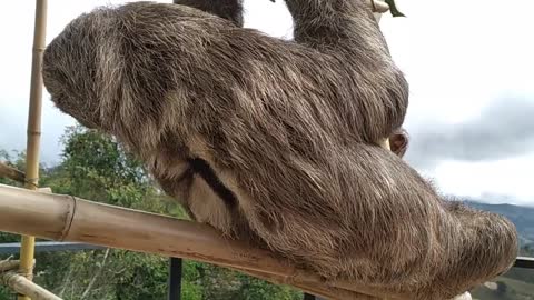 Rescued Sloth Cuddles Beagle Friend