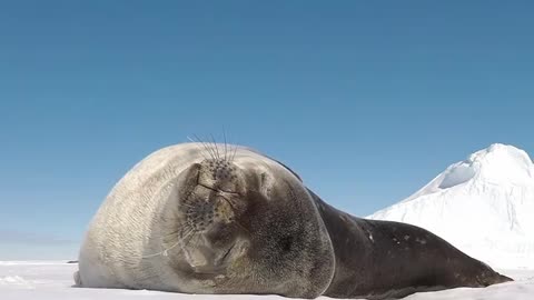 Weddell seal scratching its belly 🇦🇶 Terra Nova Bay