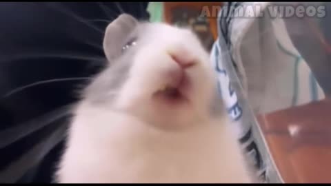 Funny Animal video