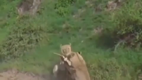 Lions Attack on Deer