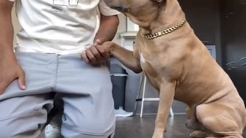 ADORABLE PUPPY WANTS TO PRAY BEFORE EATING HIS FOOD