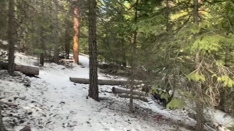 Climbing the Snowy Forest – Whychus Creek – Central Oregon