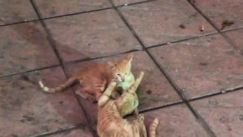 Cats fight to death do not surrender