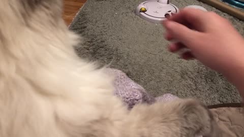 Adorable cat has to hold owners arm