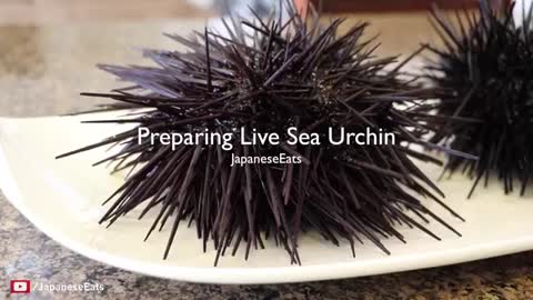 How to open and prepare LIVE Sea Urchin Uni_Cut