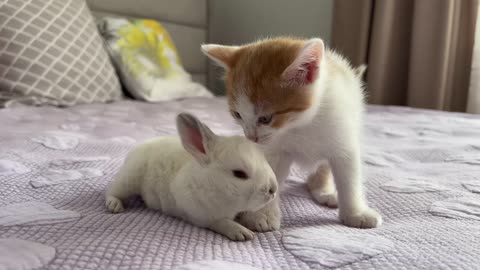 Cute Tiny Kitten Reacts to Baby Bunny - 2024