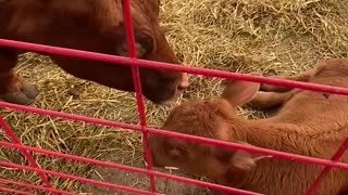 Cow’s love for her calf