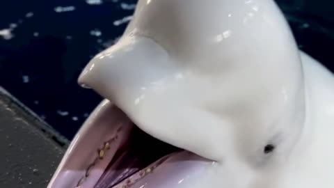 beluga whales have amazing vocals