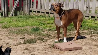 Dog and the Bee