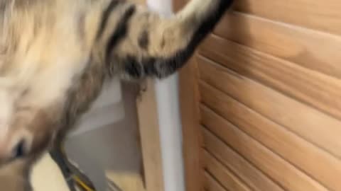 Climbing Kitty Gets Thwarted