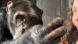 ASMR - Long Chimpanzee Grooming Session