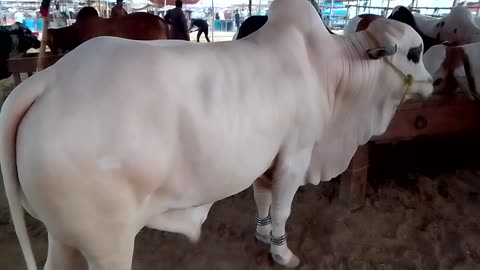 Northern bypass mandi updates | Rate updates | Jibreel cattle farm ||