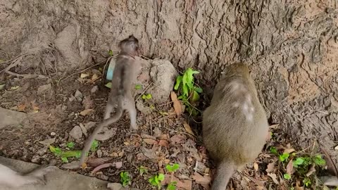 Baby & Mother Monkeys
