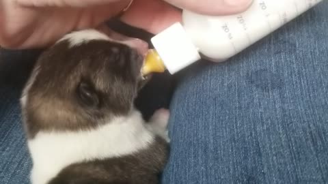 Precious akita pup bottle feeding