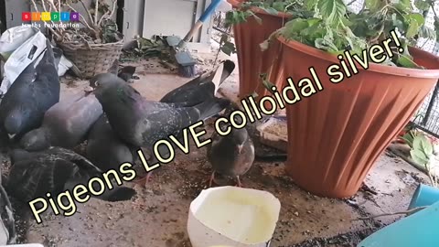Pigeons Love Colloidal Silver!