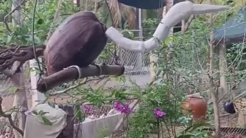 Very interesting singing wooden bird.