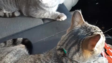 Bentley and Bodey on a Car Ride