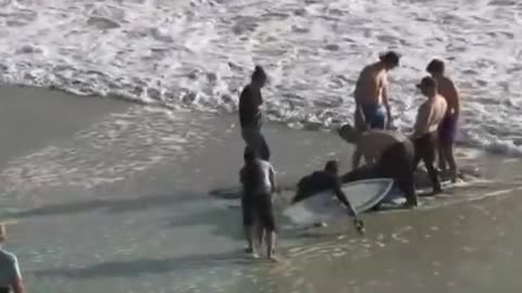 Effort underway to save Carlsbad beached sperm whale 🐋