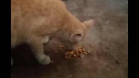 Cat eats expired mixture