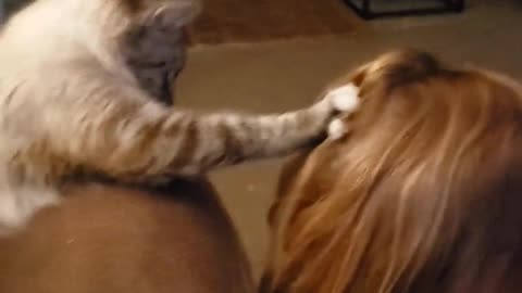 Cat Helps Comb Hair