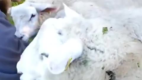 Lamb cute video, #cute lamb video#