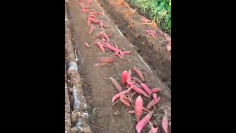 Sweet Potatoes harvesting #agriculture
