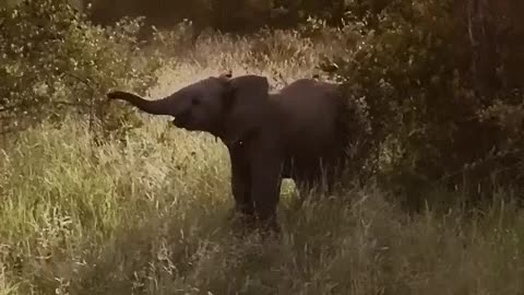 very angry baby elephant intimidates photographers