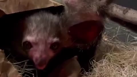 What's better than one aye-aye?