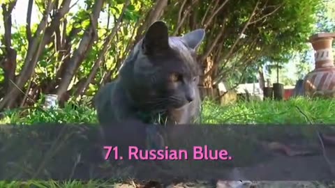 😽🐱All Cat Breeds A-Z With Pictures! (all 98 breeds in the world)