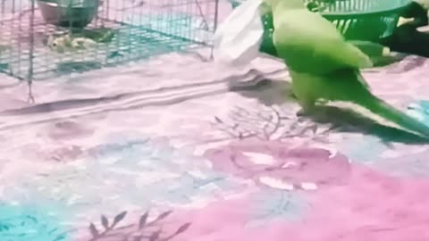Cute Parrot Video