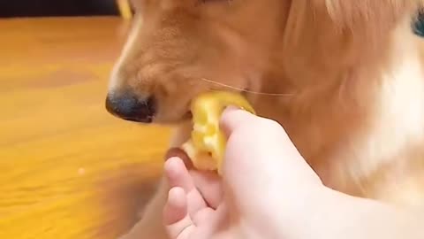 Amazing clips of dogs