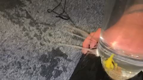 Aquarium Leak Spills Everywhere