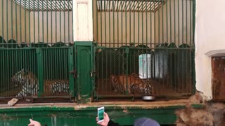 Tigers in zoos