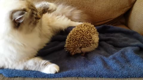 ORIGINAL VIDEO: Kitty sits on hedgehog!