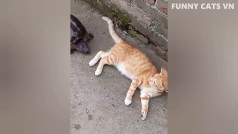 funny animal video watch nd enjoye