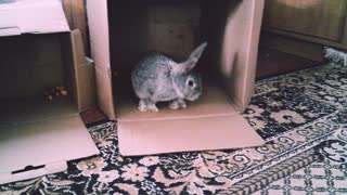 My rabbit for the first time with us