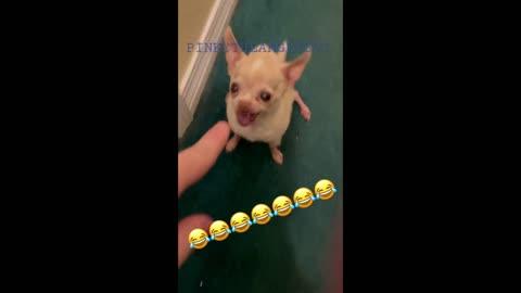 This little chihuahua is so aggressive with his owner 😂😂