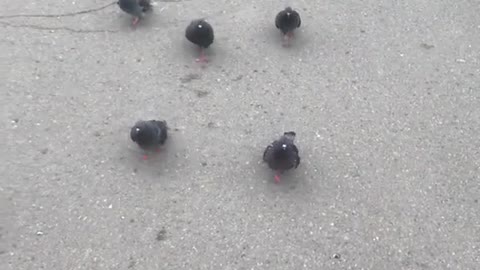 Pigeons Chase Down Men with Food