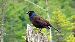 Grackle