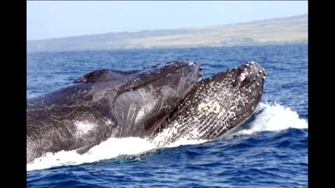 Humpback whale: Acrobatic animal
