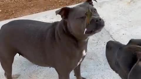 Hummingbird Surprises 2 Bull Dogs Admiring It