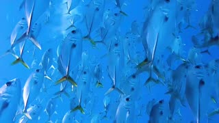 SWIMMING IN A GIANT SCHOOL OF FISH😍