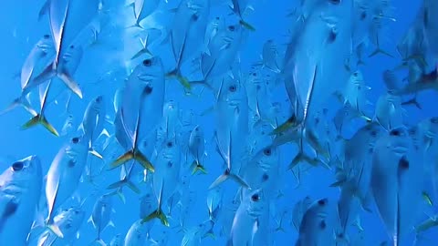 SWIMMING IN A GIANT SCHOOL OF FISH😍
