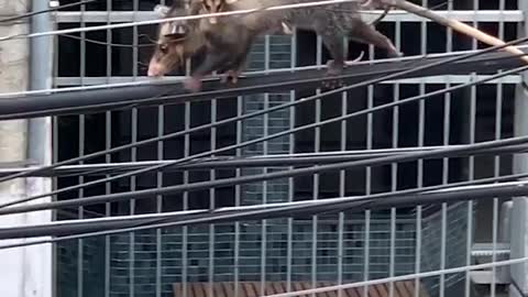 This mama opossum has a great sense of balance! 😲