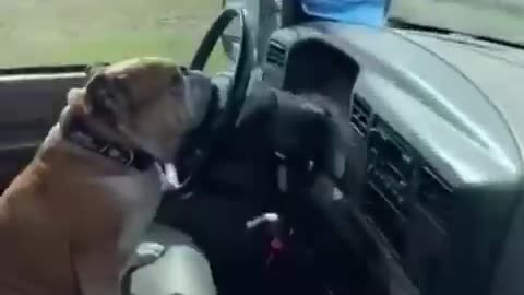 Funny dogs moment