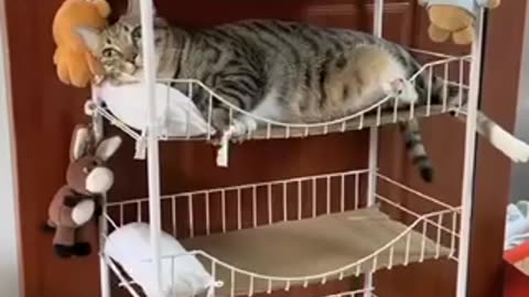 Funny Cats sleeping Time