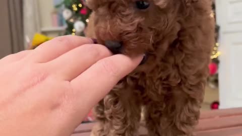 Puppy biting fingers