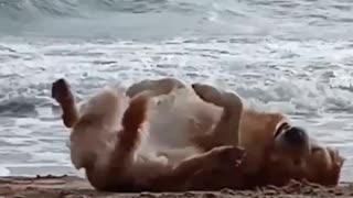 dog life, fun on the beach